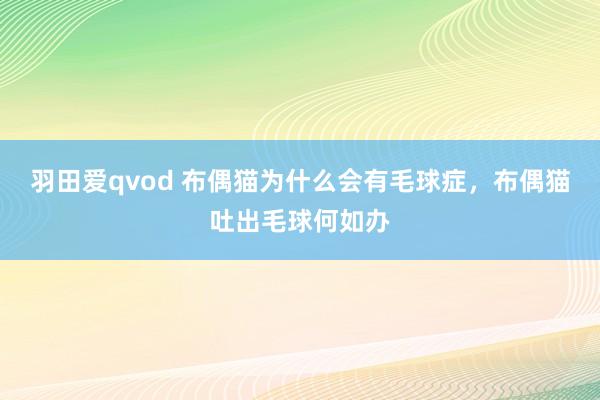 羽田爱qvod 布偶猫为什么会有毛球症，布偶猫吐出毛球何如办