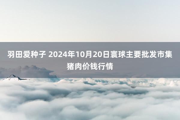 羽田爱种子 2024年10月20日寰球主要批发市集猪肉价钱行情